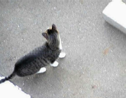 neko3.jpg
