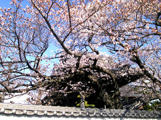 サクラ　花