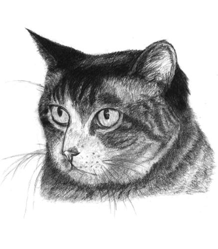 20100914_cat.jpg