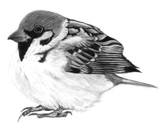 20100914_bird.jpg
