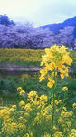 201004050935000.jpg