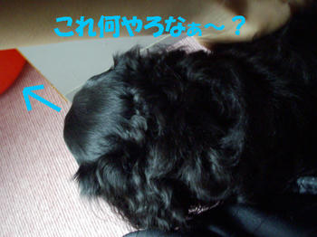 090802_7.jpg