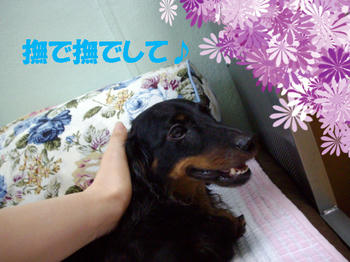 090809_4.jpg