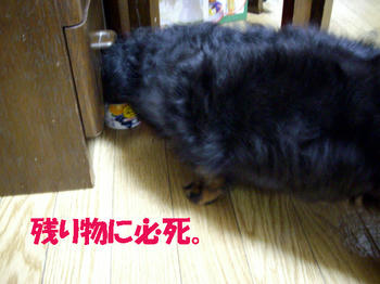 090829_5.jpg
