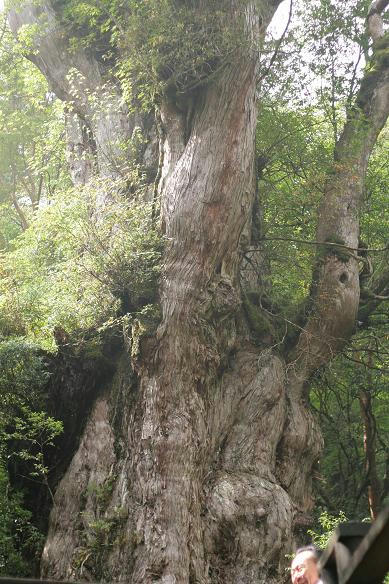 縄文杉　樹齢7200年
