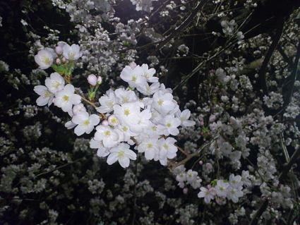 夜桜もよいねー