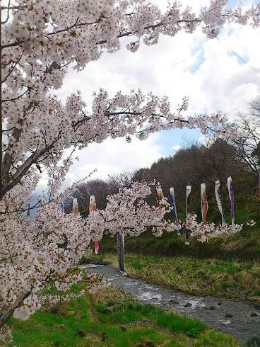 5月初旬に桜満開。