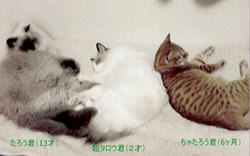 猫さんズ.jpg