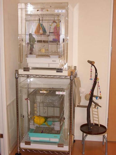 ハッピーケース　アクリル鳥かご鑑賞ケースご使用例