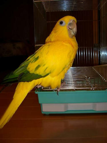 ハッピーケース　アクリル鳥かご鑑賞ケースご使用例