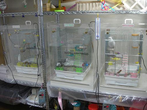 ハッピーケース　アクリル鳥かご鑑賞ケースご使用例