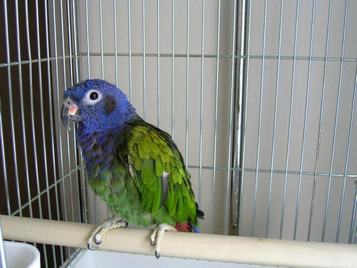 インコ、オウムなど鳥かごのカバー用アクリルケース　保温・防音・脂粉対策