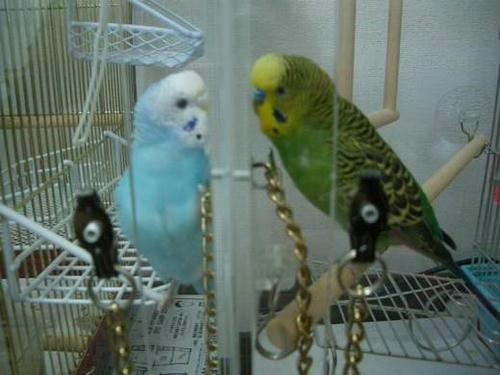 インコ、オウムなど鳥かごのカバー用アクリルケース　保温・防音・脂粉対策