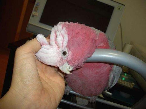 インコ、オウムなど鳥かごのカバー用アクリルケース　保温・防音・脂粉対策