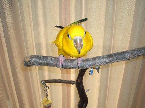 インコ、オウムなど鳥かごのカバー用アクリルケース　保温・防音・脂粉対策