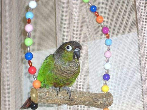インコ、オウムなど鳥かごのカバー用アクリルケース　保温・防音・脂粉対策