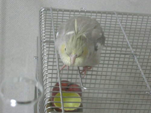 インコ、オウムなど鳥かごのカバー用アクリルケース　保温・防音・脂粉対策