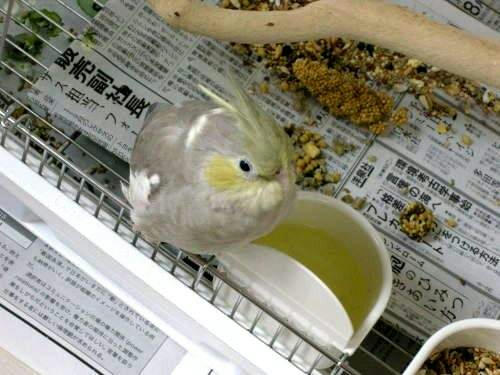 インコ、オウムなど鳥かごのカバー用アクリルケース　保温・防音・脂粉対策