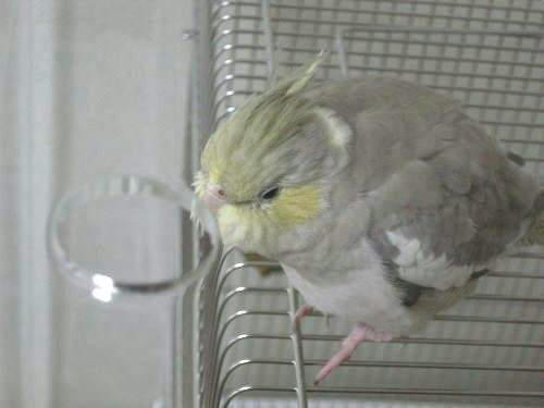 インコ、オウムなど鳥かごのカバー用アクリルケース　保温・防音・脂粉対策