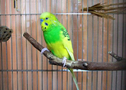 インコ、オウムなど鳥かごのカバー用アクリルケース　保温・防音・脂粉対策