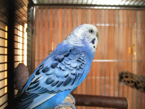 インコ、オウムなど鳥かごのカバー用アクリルケース　保温・防音・脂粉対策