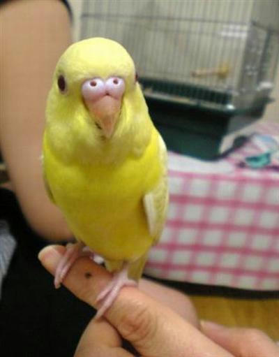 大阪のレモンちゃん 