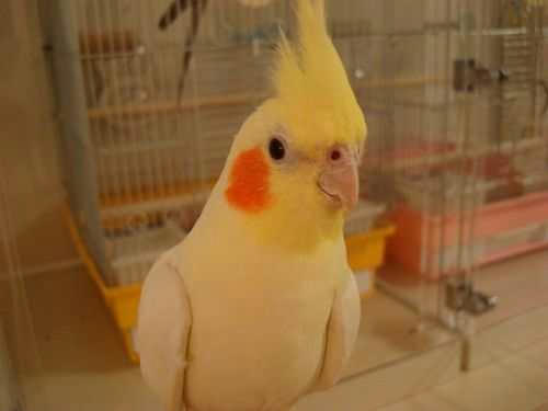 まめちゃん