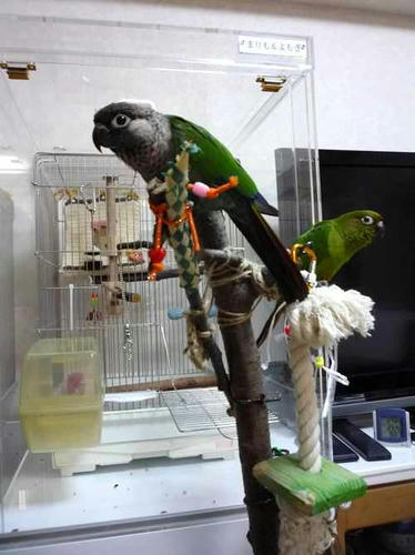 インコ、オウムなど鳥かごのカバー用アクリルケース 保温・防音・脂粉対策