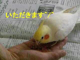 横浜・パールちゃん