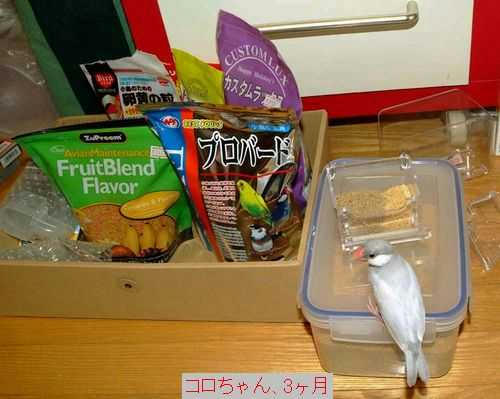 シルバー文鳥 東京のコロちゃん