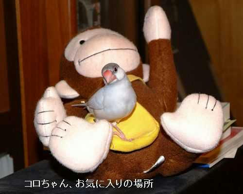 シルバー文鳥 東京のコロちゃん