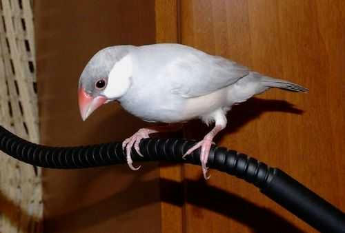 シルバー文鳥 東京のコロちゃん