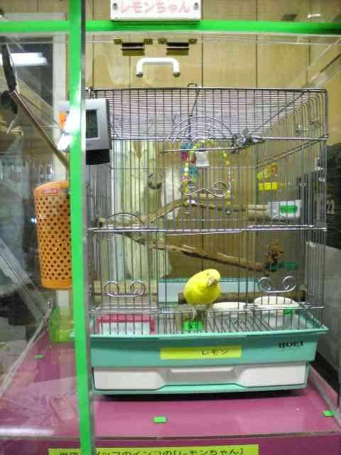 インコ、オウムなど鳥かごのカバー用アクリルケース 保温・防音・脂粉対策