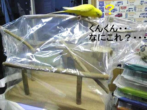 止まり木　インコ、ﾖｳﾑ等　ハッピーケース