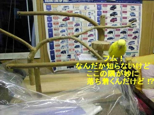 止まり木　インコ、ﾖｳﾑ等　ハッピーケース