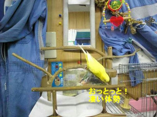 止まり木　インコ、ﾖｳﾑ等　ハッピーケース