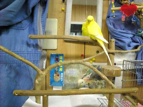 止まり木　インコ、ﾖｳﾑ等　ハッピーケース