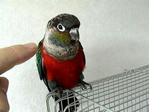 アカハラウロコ（インコ）たかみーちゃん