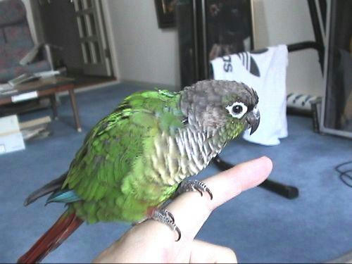 ホオミドリアカオウロコ（インコ）ほーちゃん