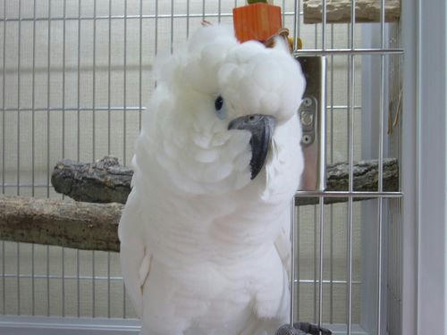 アオメキバタン らむちゃん とプレイジム ハッピーケースブログ版 インコ オウムなどの鳥かごカバー アクリルケース販売