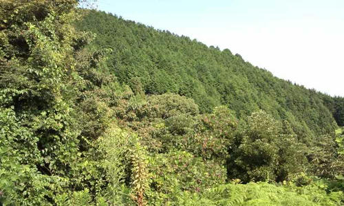 山へ