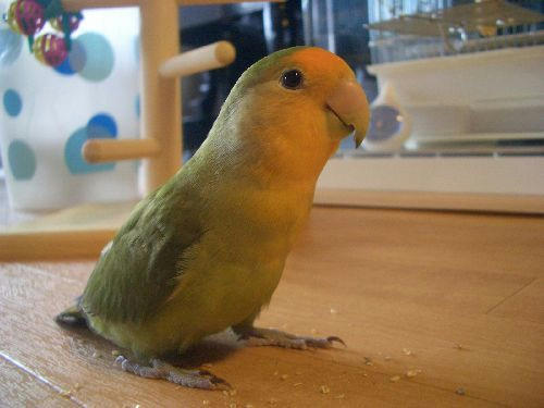 アクリル鳥かご鑑賞ケースご使用例　コザクラインコの、ゆずちゃん