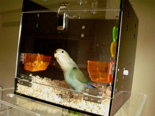 大阪府、コザクラインコ、ピピ&ルルちゃん ハッピーケース アクリルキャリー