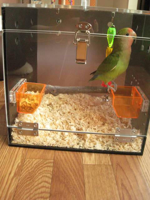 大阪府、コザクラインコ、ピピ&ルルちゃん ハッピーケース アクリルキャリー