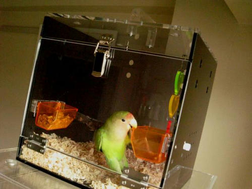 大阪府、コザクラインコ、ピピ&ルルちゃん ハッピーケース アクリルキャリー