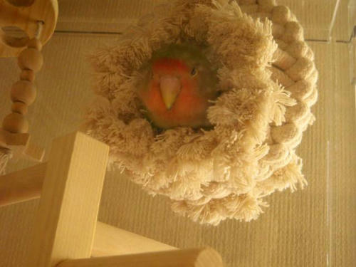大阪府、コザクラインコ、ピピ&ルルちゃん ハッピーケース アクリルキャリー