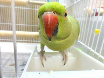 わさびっちょ ワカケホンセイインコさんの ケース ハッピーケースブログ版 インコ オウムなどの鳥かごカバー アクリルケース販売