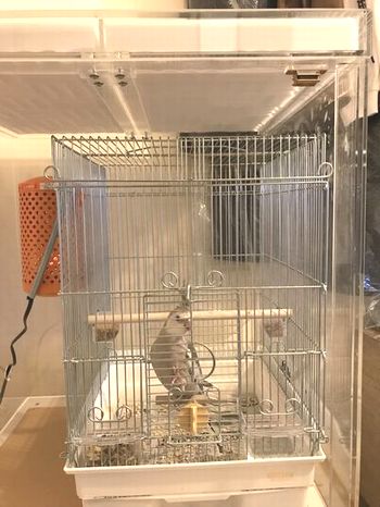 ｐ423 大阪府 テンくん 防音ケース ハッピーケースブログ版 インコ オウムなどの鳥かごカバー アクリルケース販売