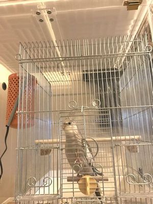 ｐ423 大阪府 テンくん 防音ケース ハッピーケースブログ版 インコ オウムなどの鳥かごカバー アクリルケース販売