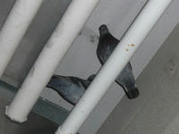 hato.JPG